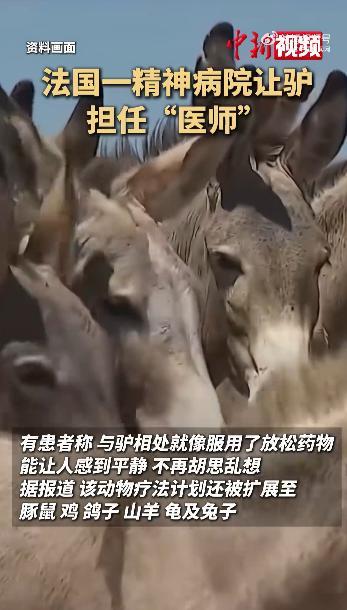 万万想不到！法国巴黎，一家精神病院请来了5头驴子作为医师。他们深信动物疗法的功效