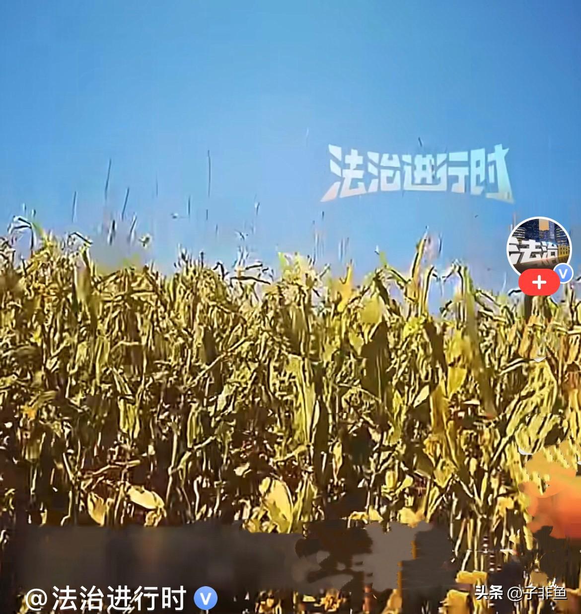 哈哈，免费帮人秋收，还把自己送进去了……
真的不敢相信，现在竟然还有偷玉米的……