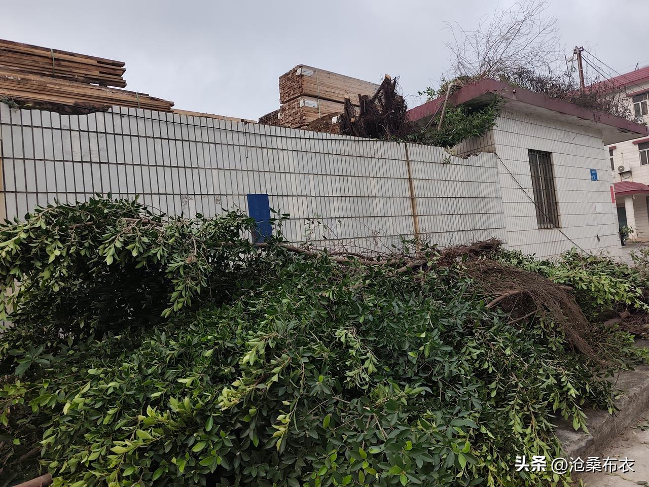 2026年3月31日，这棵树被砍了，夏天，它的身下不能再有凉快的树荫了。