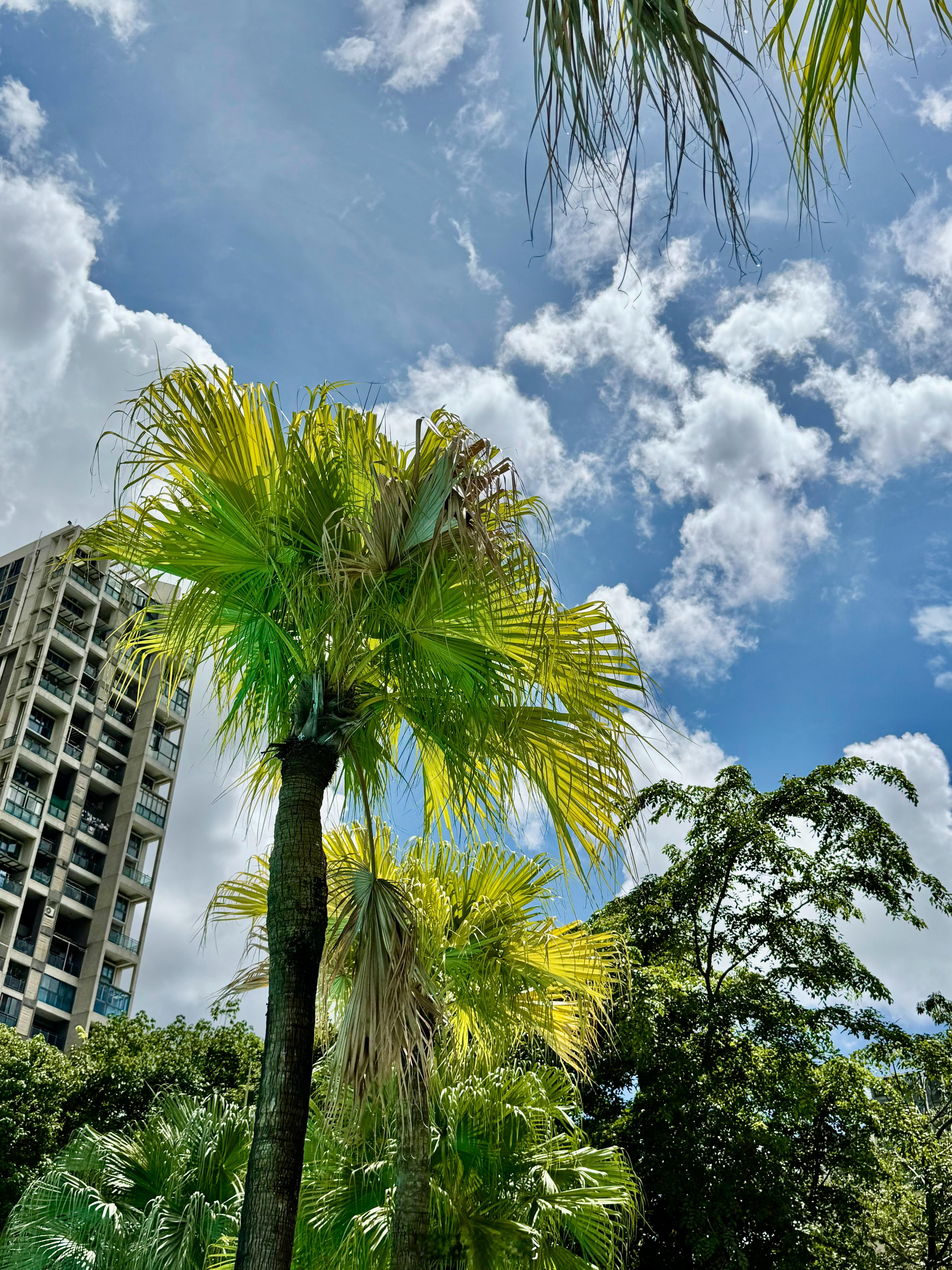 夏天都要过去了，楼下的泳池还没去几回。这样的天气，确实有点东南亚度假的感觉了。 