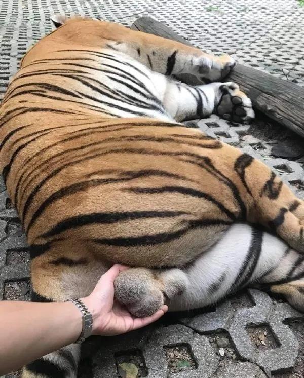 《西游记》其实很污！
你看小雷音寺里黄眉大王用的什么兵器：软短狼牙棒。他的宝贝是