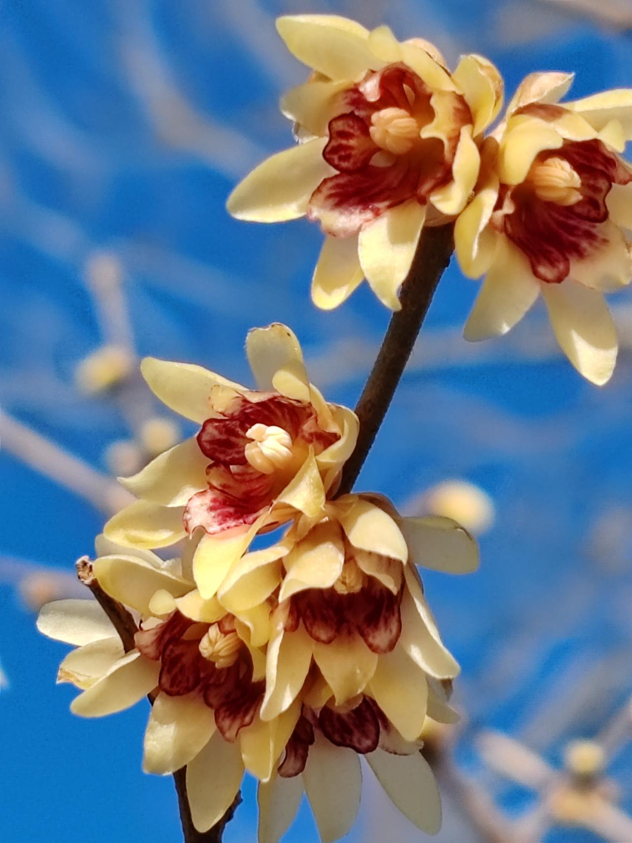 晒图笔记大赛冬月的美。