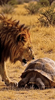 这头狮子上当了[捂脸]