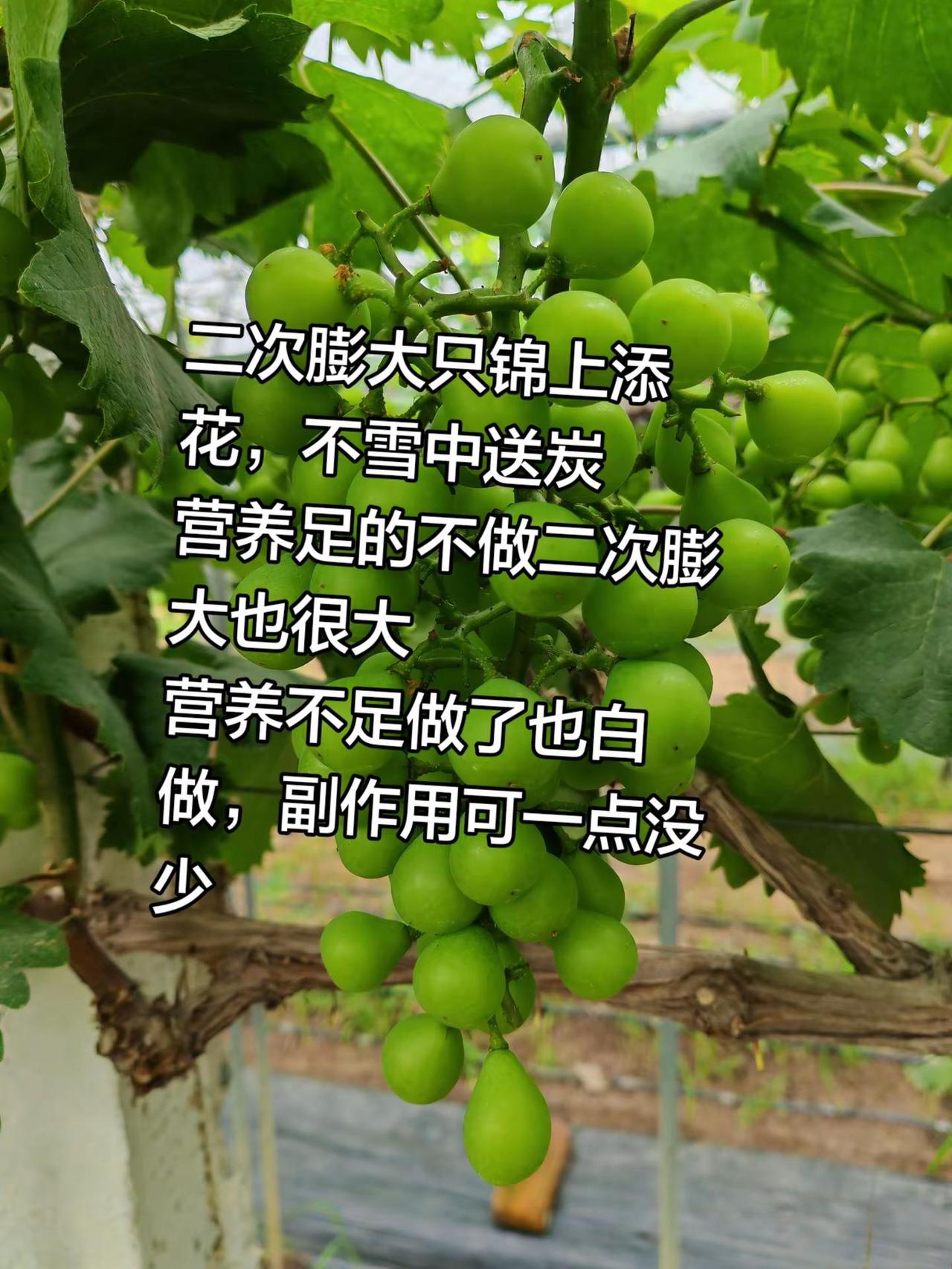 二次膨大