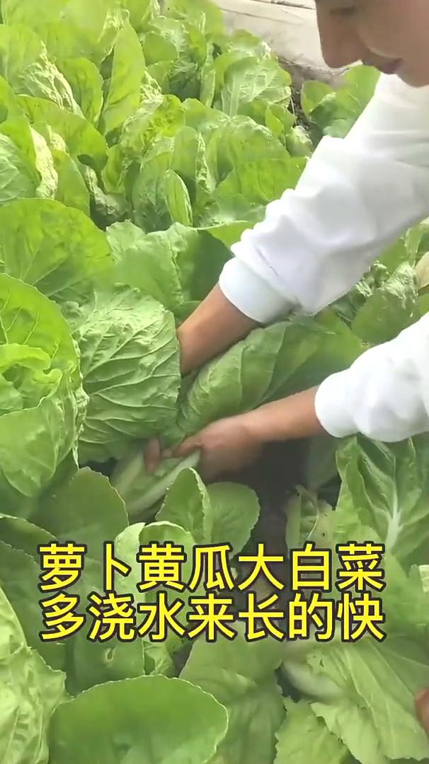 产量翻一倍，浇水要浇对。
产量翻一倍，浇水要浇对。萝卜、黄瓜、大白菜，多浇水来长