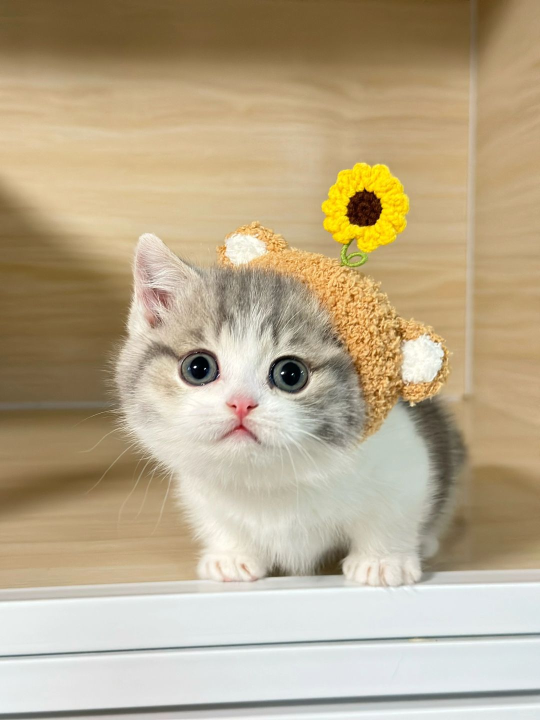 🐻+🌻 吉米必买款