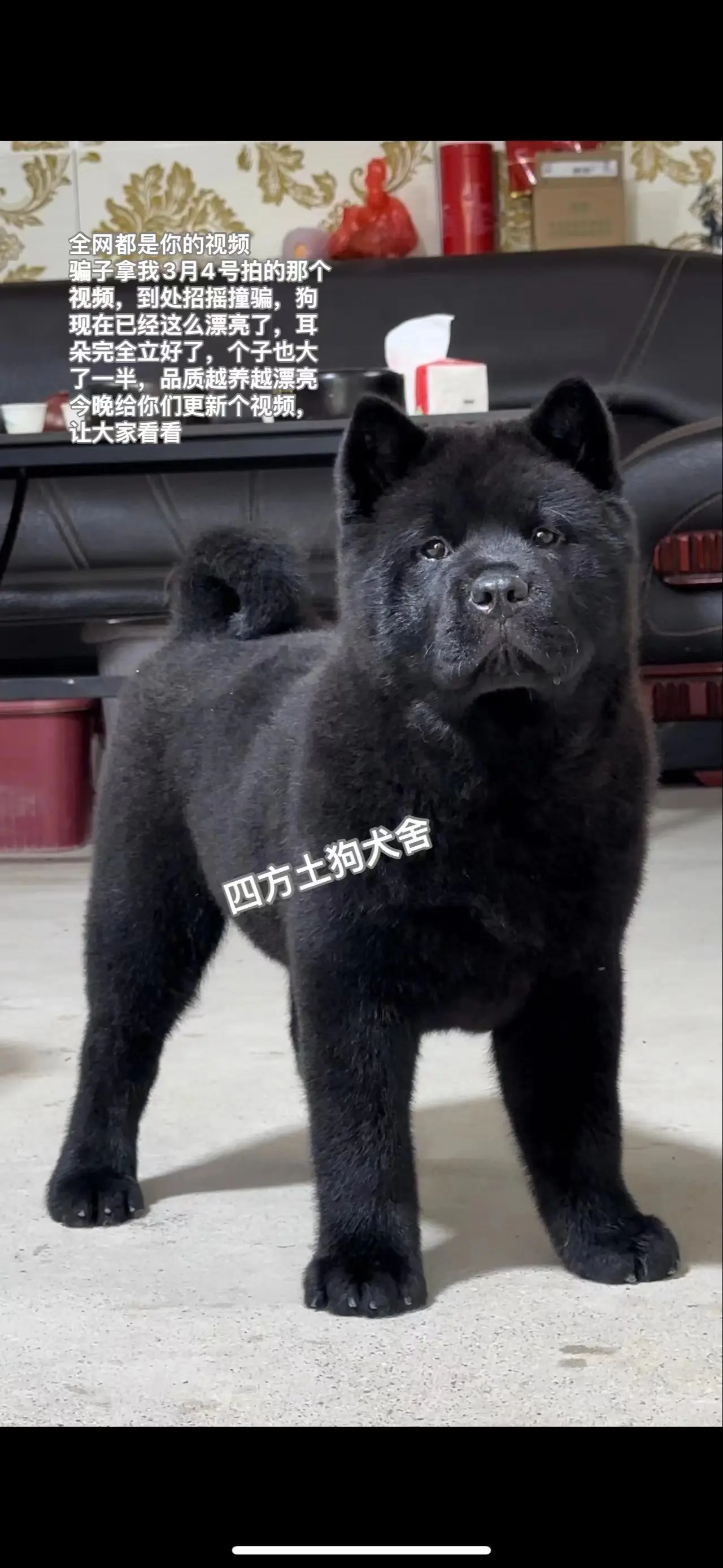 五黑犬。这狗前几天被骗子拿到网上招摇撞骗，也在网上炸了锅，五黑犬（这是一个多月前新入手的五黑种母）它在我这好好的，耳朵完全立好了，个子也大了一半了，品质也漂亮了很多，今晚给它拍个视频，让大家看看它的最新动态