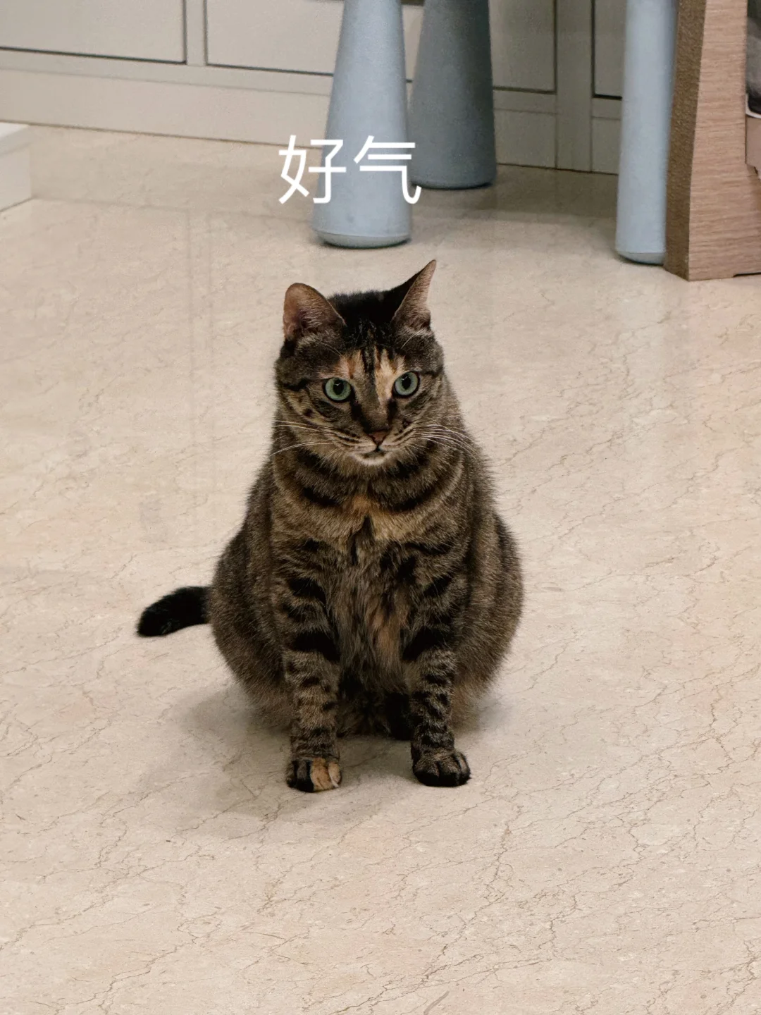 妈妈，我也阔爱！嗯，胖得阔爱～