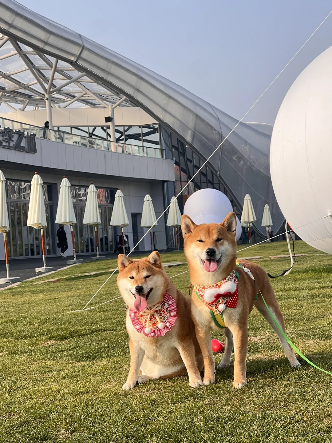 带小狗打卡最近超火的天空之城