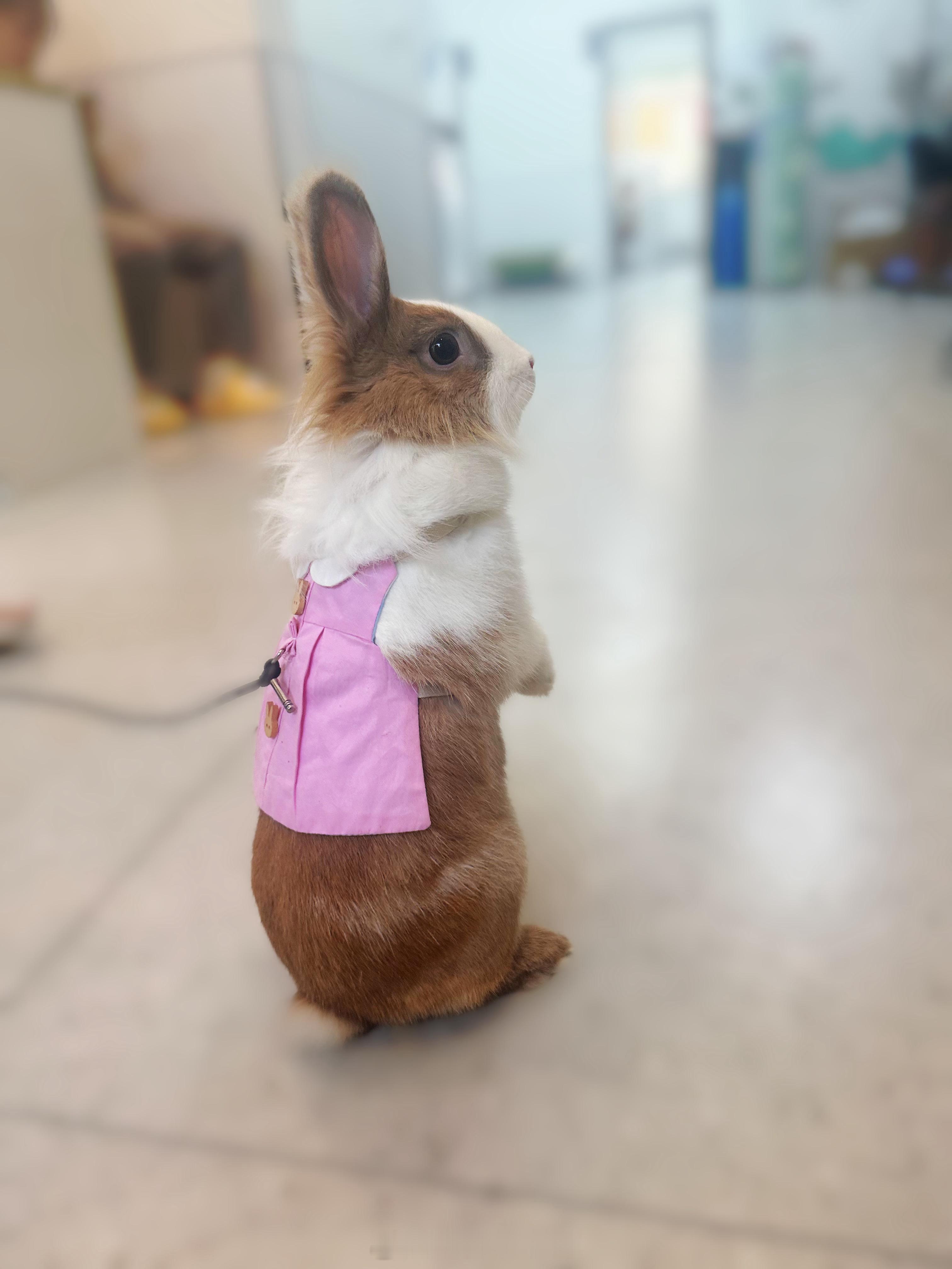 出门溜兔兔🐰 ​​​