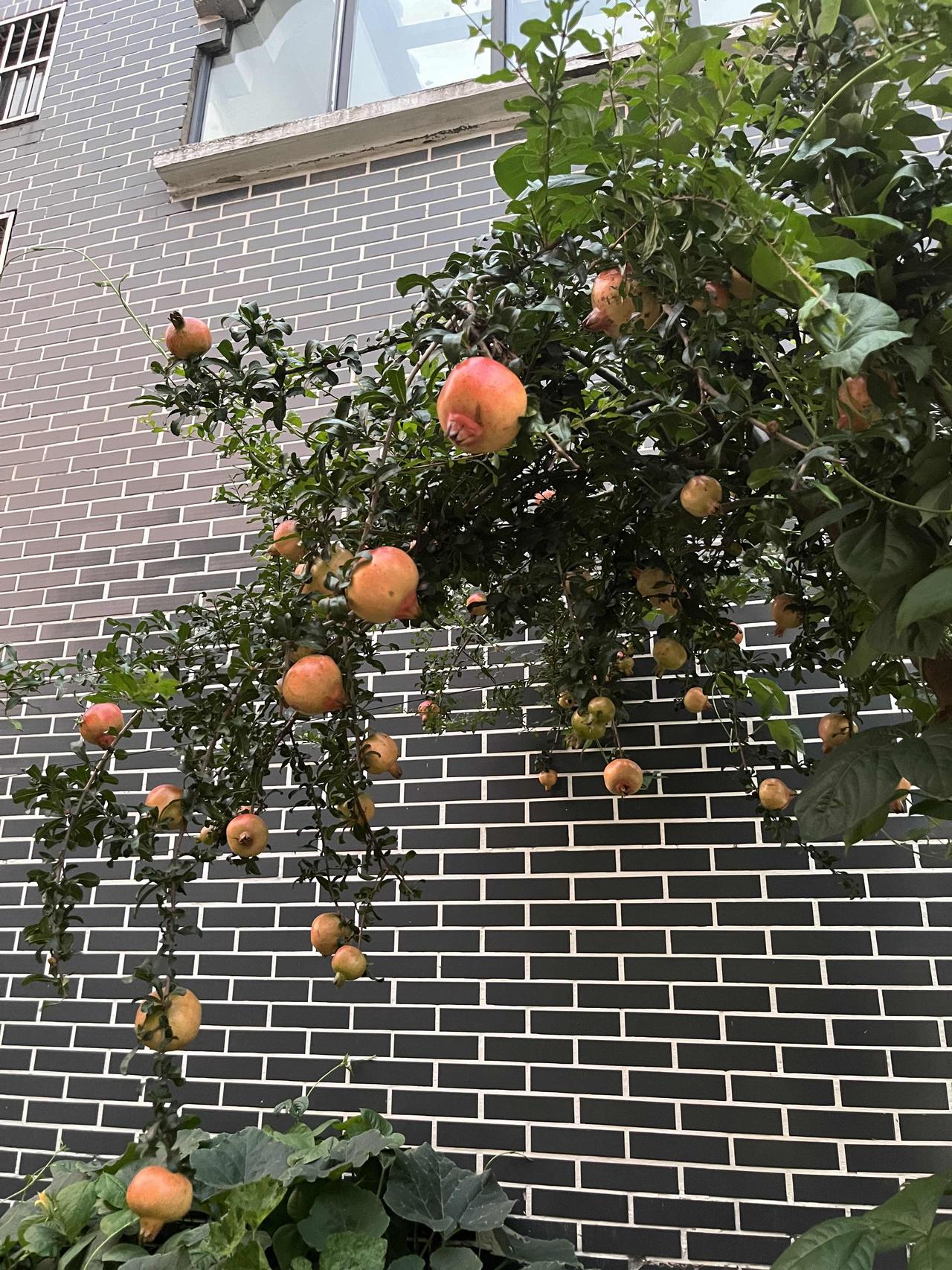 你家乡方言里，姑娘都叫啥？太真实了！

同样是年轻姑娘，全国各地叫法差得也太离谱