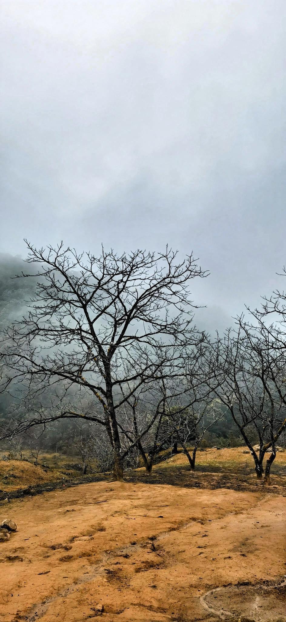 脚下的土地被铺上了一层薄薄的霜，踩上去发出嘎吱嘎吱的声响，和着那从远处偶尔传来的