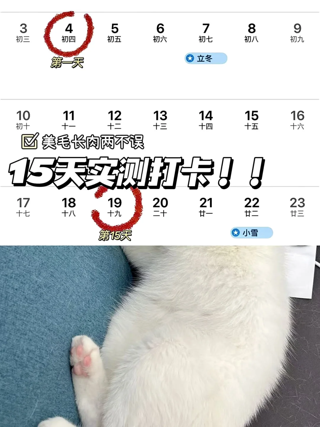 如何养出爆毛小甜喵！看我的天选美毛CP