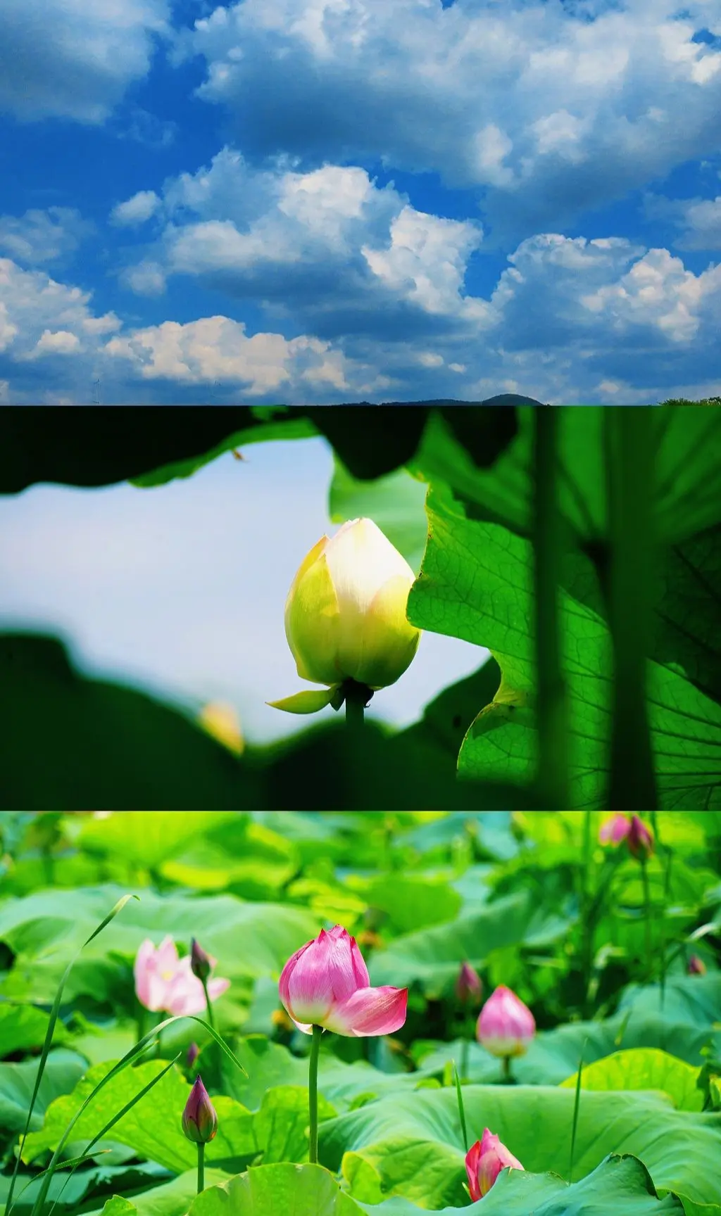 见一池莲开，便与盛夏撞了个满怀。