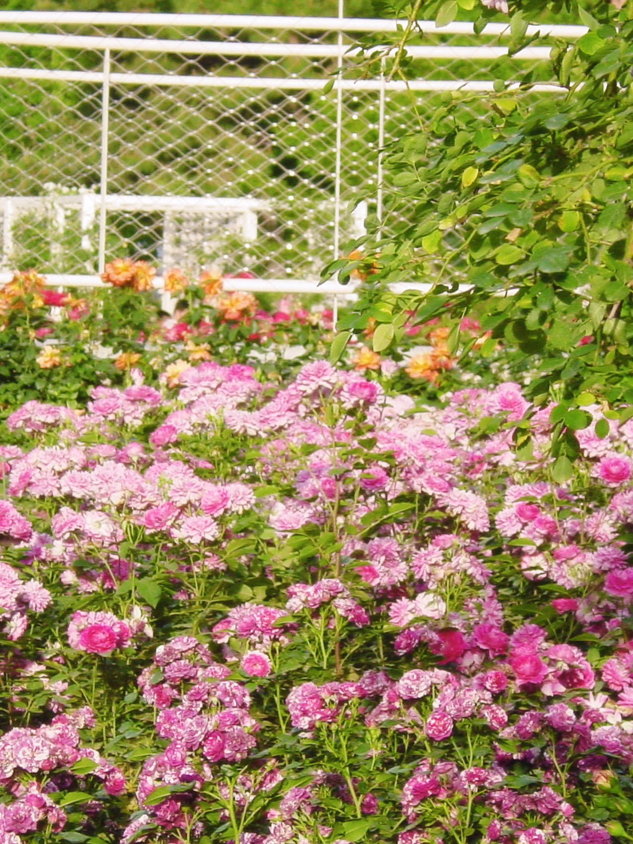 一不小心闯入花园💐🌺🌸🌼🌷 ​​​