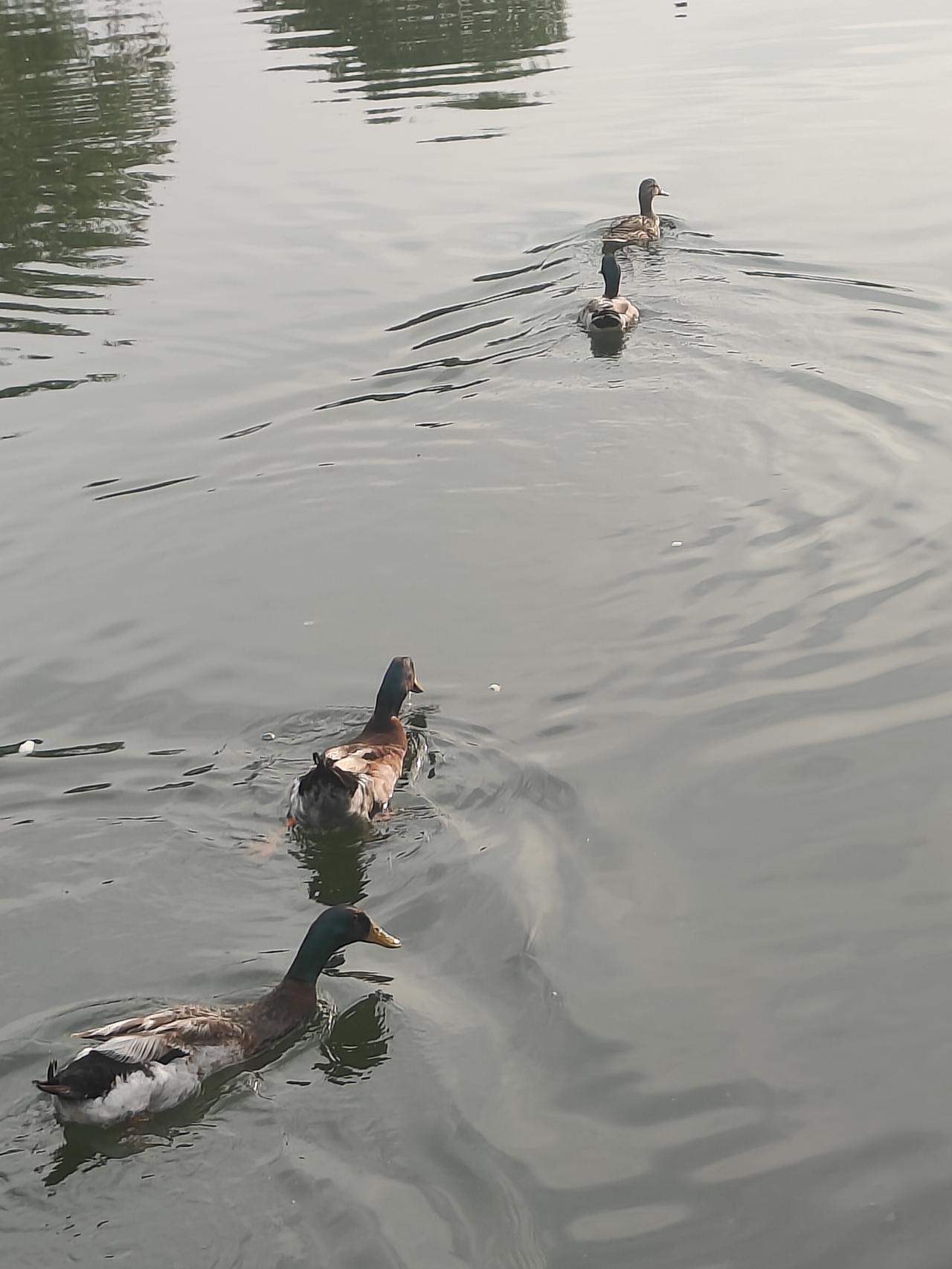 “美国”鸭子🦆和
“伊朗”鸭子🦆的纷争!

今天傍晚去附近的小公园喂鱼，正好