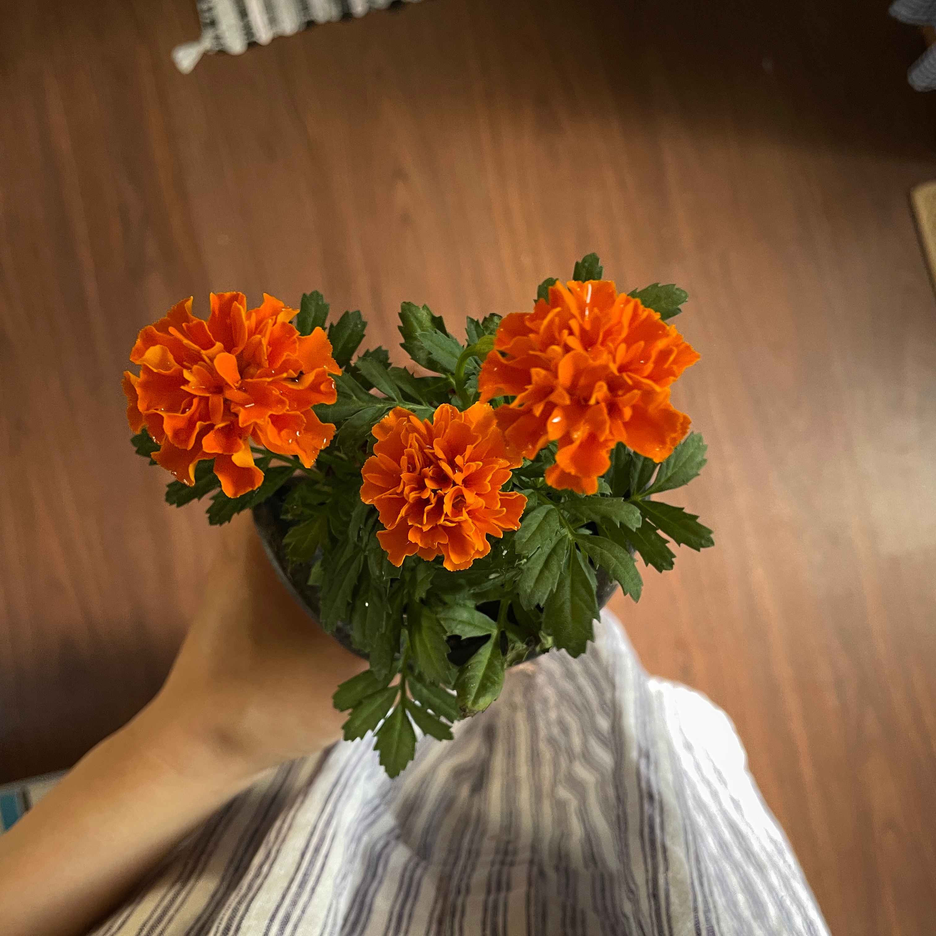 为秋天的花园做准备 🪏 ​​​