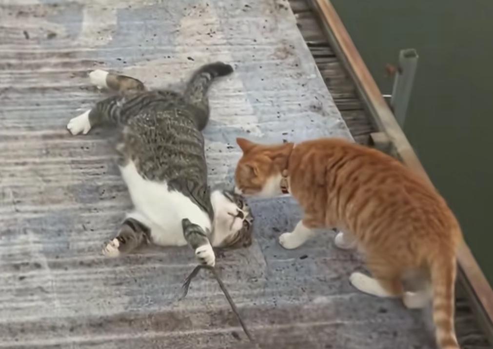 2025年你遇到过哪几个烦心事？
1.上厕所忘记带手机。
2.手机只剩1%电量。