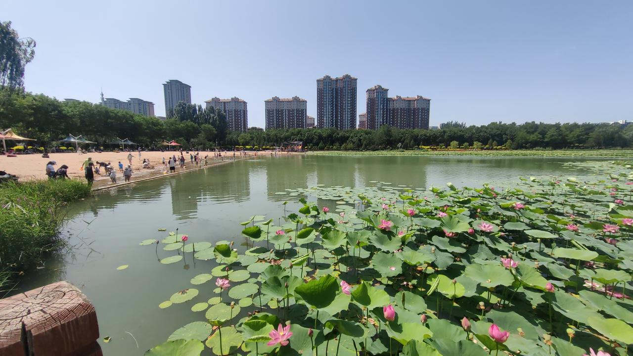 盛夏周末，去银川金凤区华雁湖赏荷花，简直是一场视觉与嗅觉的盛宴。
6月27日，天