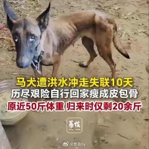 马犬被洪水冲走10天奇迹回家幸运犬 西安·华严寺