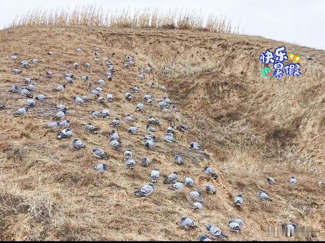 上山捡柴火偶遇神秘大鸟，外形似鸽又似斑鸠，不少当地人都分辨不出品种，一下子勾起了