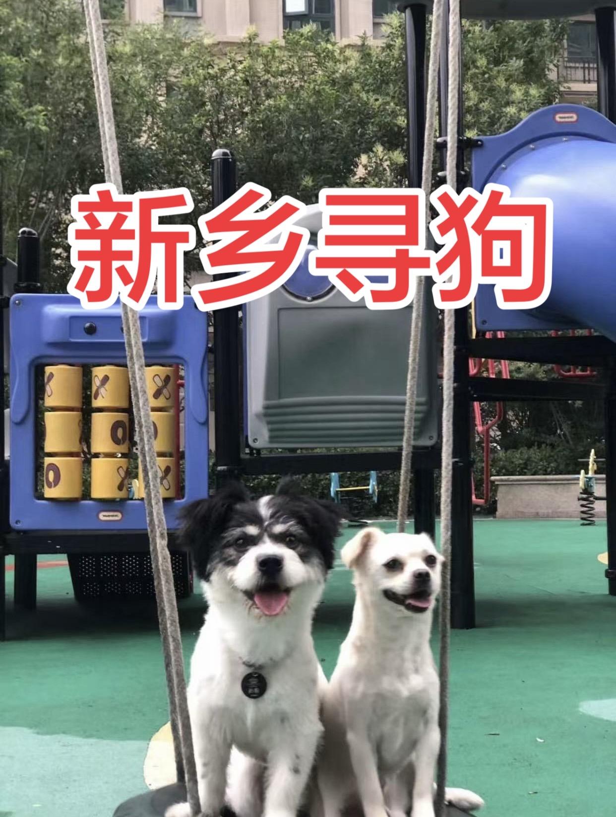 新乡市两只小狗，白色的叫球球，花的叫小恩，都是公狗，昨天早上到现在没回来，因为是