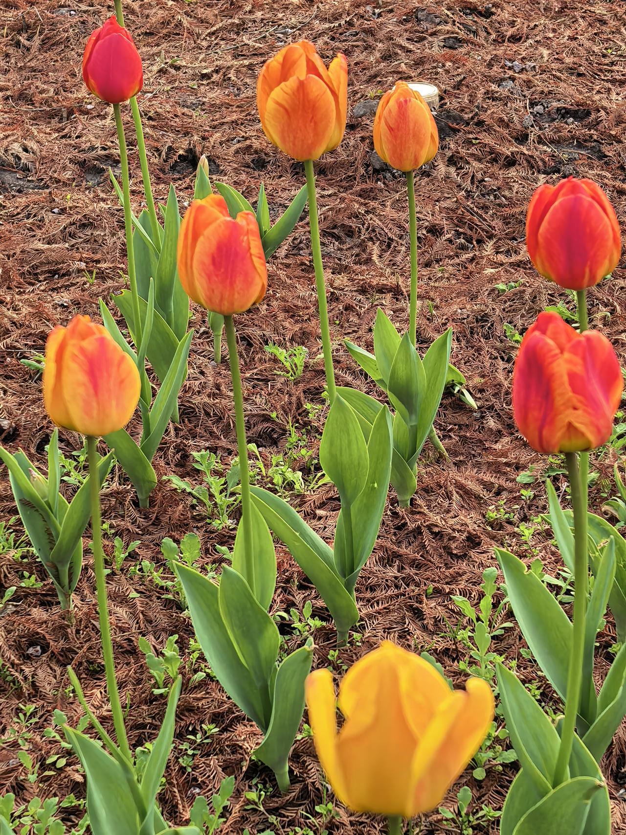 《正待盛放的郁金香》
把心事轻轻裹进瓣里
不与春风争辩
只静静积攒阳光
叶是舒展