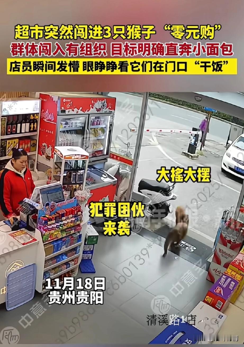 贵阳某超市迎来了三只猴子，
它们大摇大摆的走进了超市，
由于个子太低，
收银员并