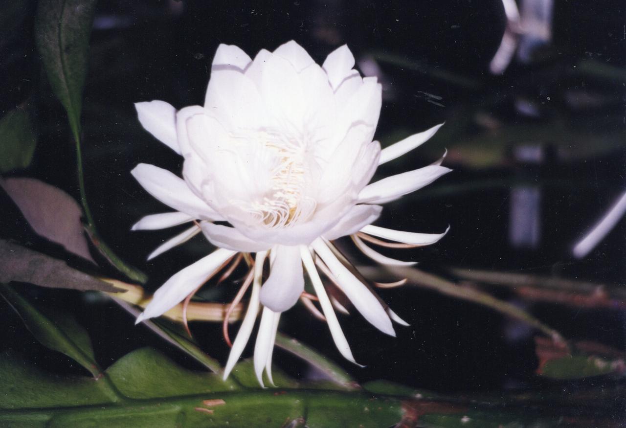 昙花：花白而香，开花时间很短。昙花一现——比喻人或事物存在的时间非常短暂……
1