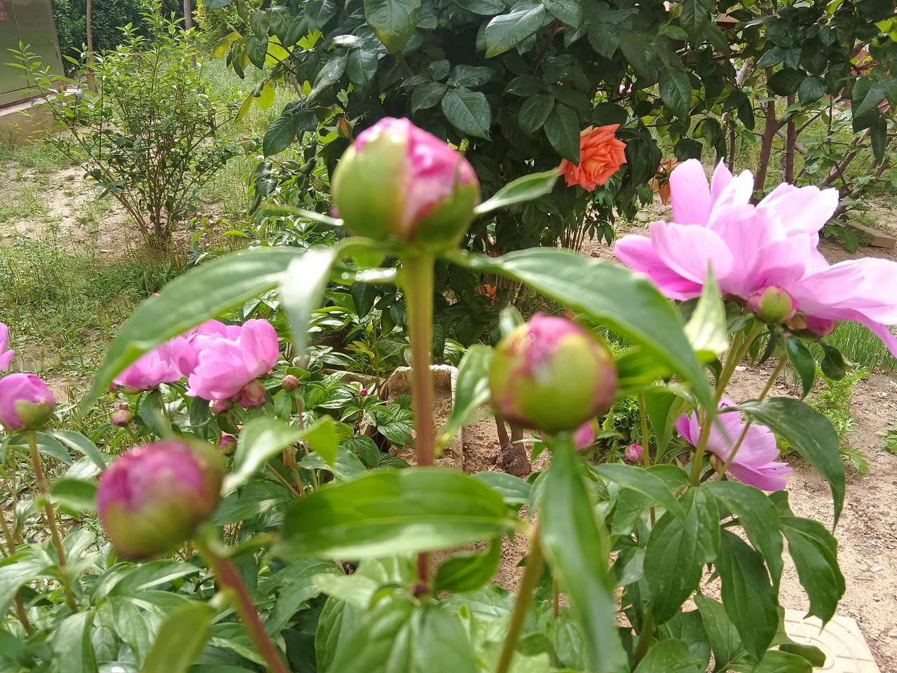 晒图笔记大赛我在自家的小区里，拍了一张图片，够美丽的。