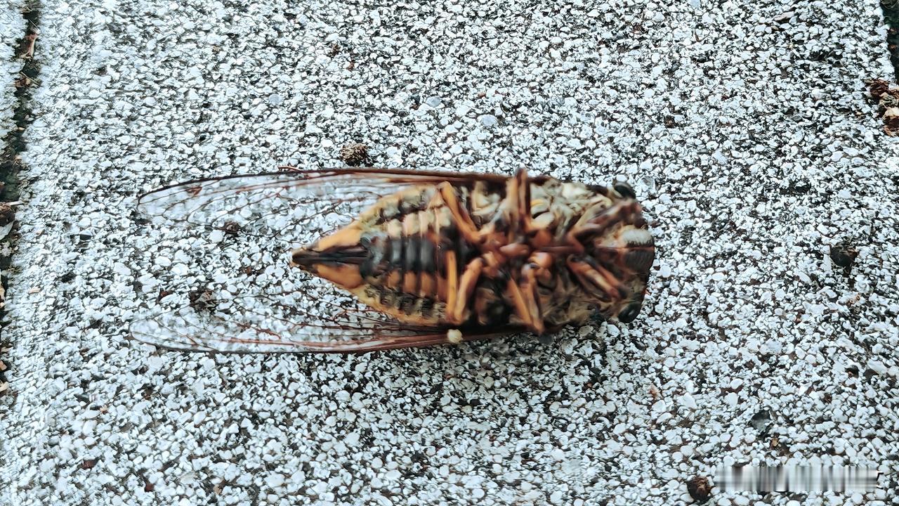 此图是雌性黑蚱蝉在水上蝉卵之后，自然死亡掉落在地上。

雌雄黑蚱蝉成虫的寿命非常