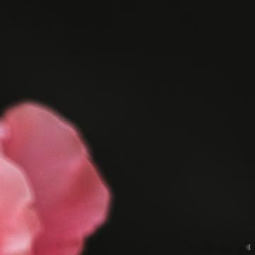 每日一善🌹阳光信用真爱不必言言语声，只需心心相印。 