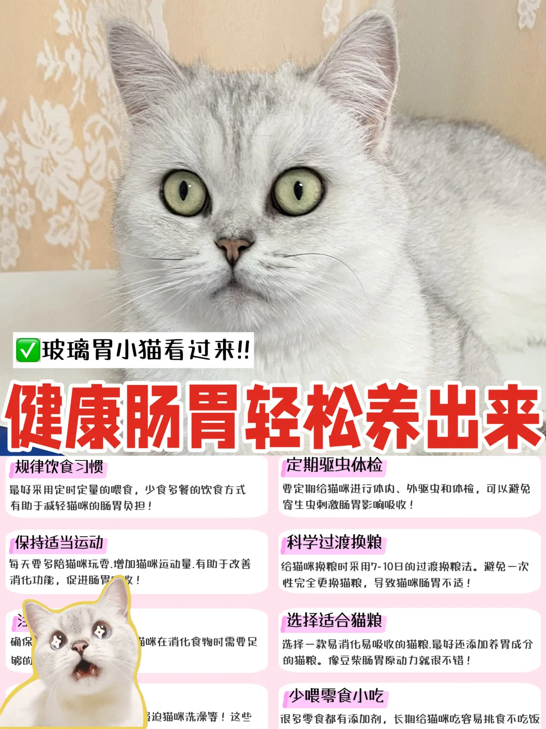 养猫五年！总算摸清了养好猫咪肠胃的门道！