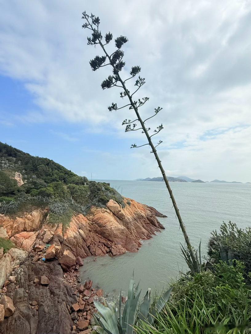 你要努力活成網紅樹 福州·牛角