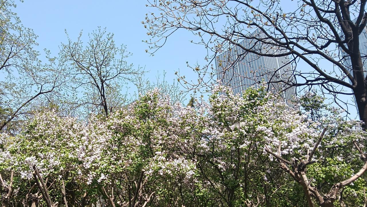 紫丁香开的真美