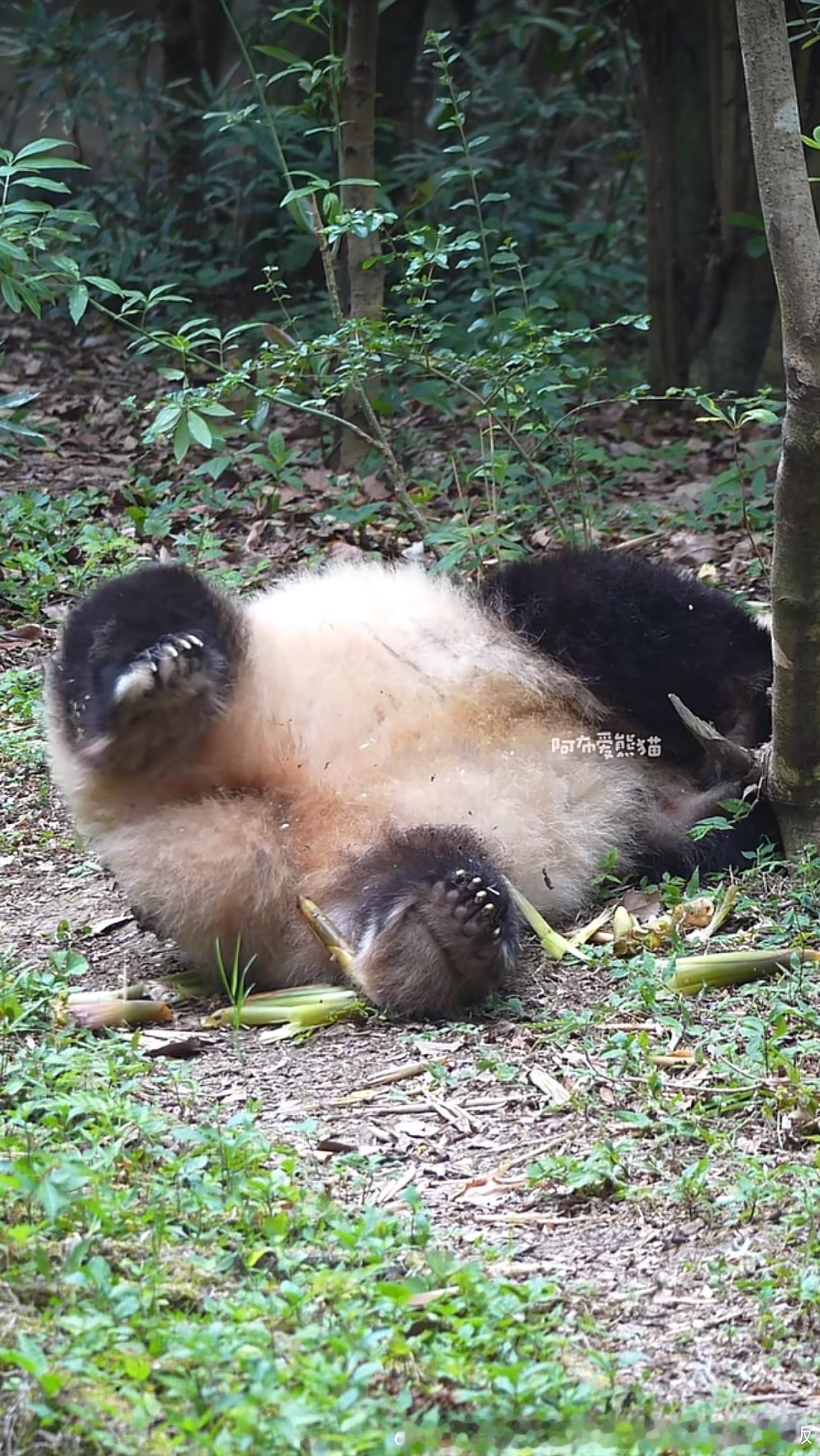花花的jiojio真的蛮大的
