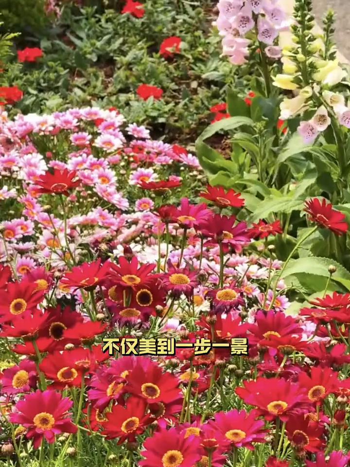 杭州绿化带纳税人养的鲜花。
杭州市政：我敢种这么美的花，自有我的办法。杭州的绿化