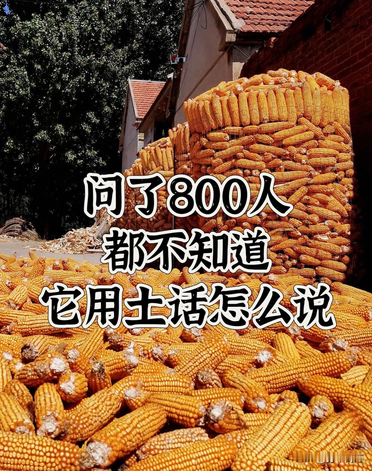 问了800人了，都不知道土话怎么说
请用你们家乡话说出它的名字！