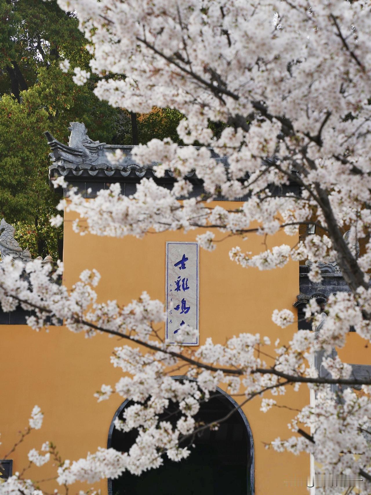 南京3月赏花指南｜一城繁花，赴金陵春日之约

三月的南京，被花香裹满了整座城，红