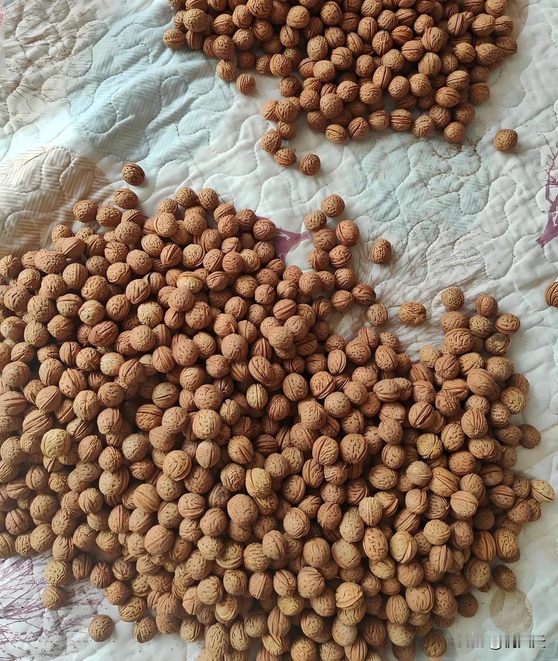 大早晨弟媳妇就给我发视频说，姐你看看你弟又在家鼓捣这些没用的了。

他是电工，在