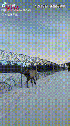 这下彻底藏不住了，
不仅新疆，全国网友都知道了！
白哈巴边防连官兵巡逻时，发现一