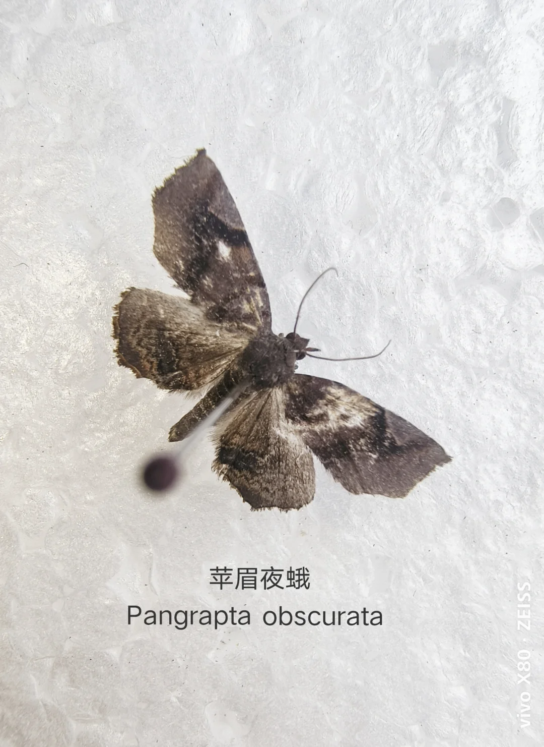 苹眉夜蛾 Pangrapta obscurata