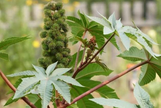 你知道吗？在我们国家六七十年代的农村，有一种植物叫做蓖麻，它长得并不起眼，甚至可