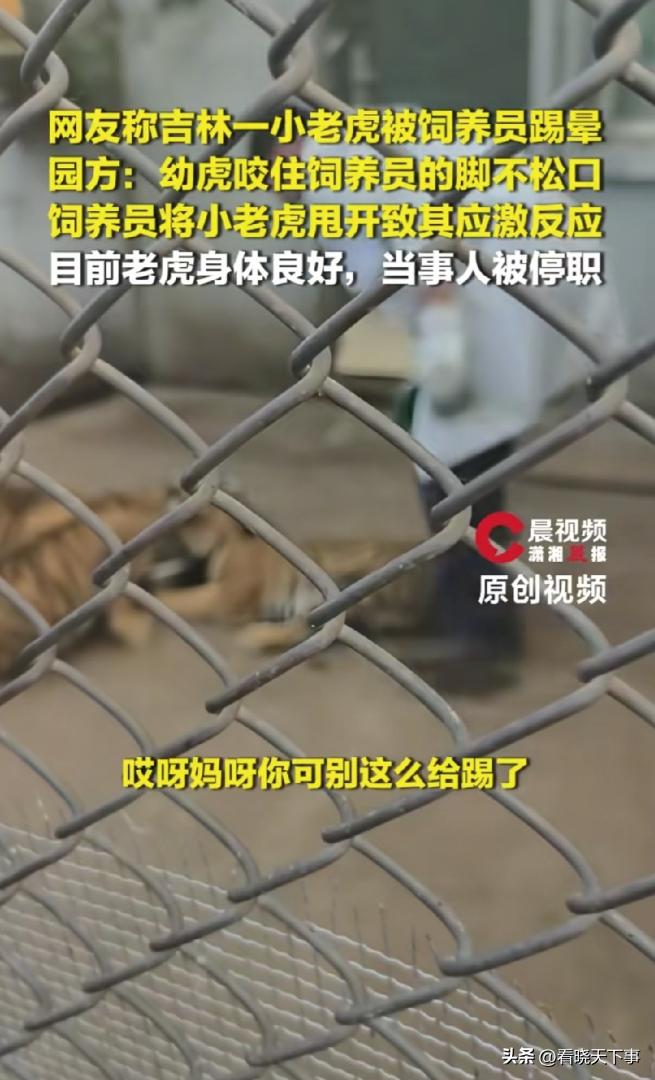 吵翻天！吉林东北虎园，4个半月大的小老虎，咬了饲养员一口，饲养员一脚踢过去，小老