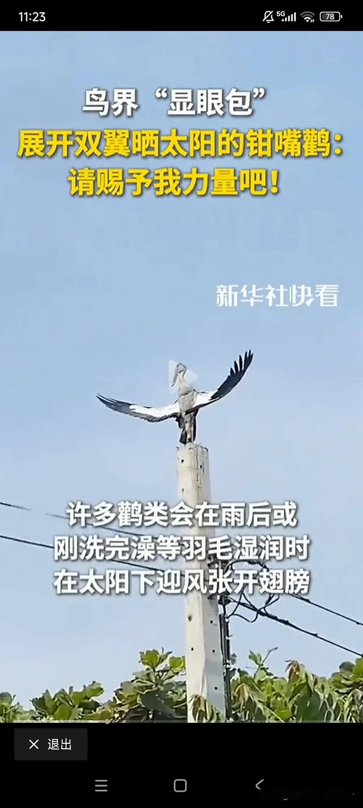 偶滴神啊，请赐予我力量吧！
看看，这就是鸟界鼎鼎有名的“显眼包”，它叫钳嘴鹳，喜