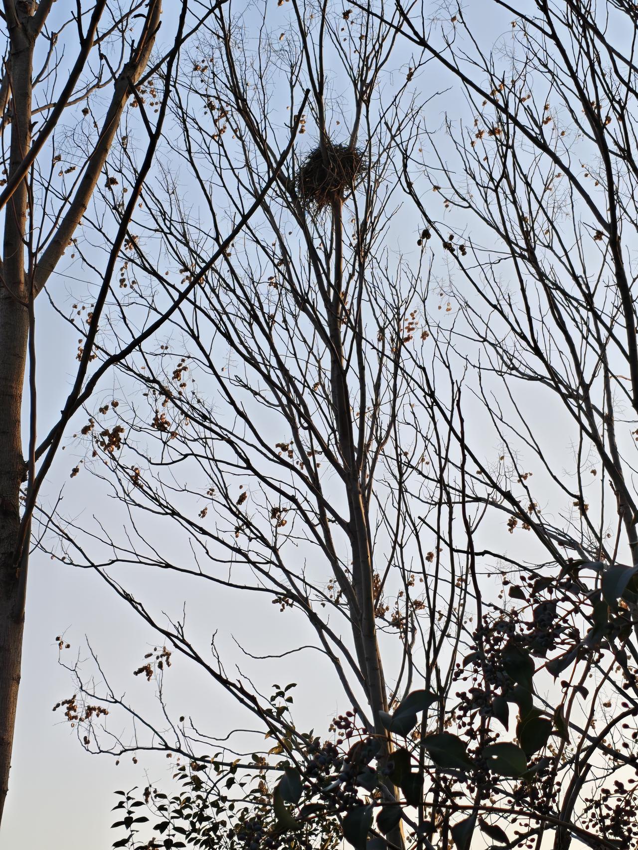 冬日生活打卡季路过抬头撞见个鸟窝，平平无奇的外表下，搞不好藏着柯南要找的关键证据