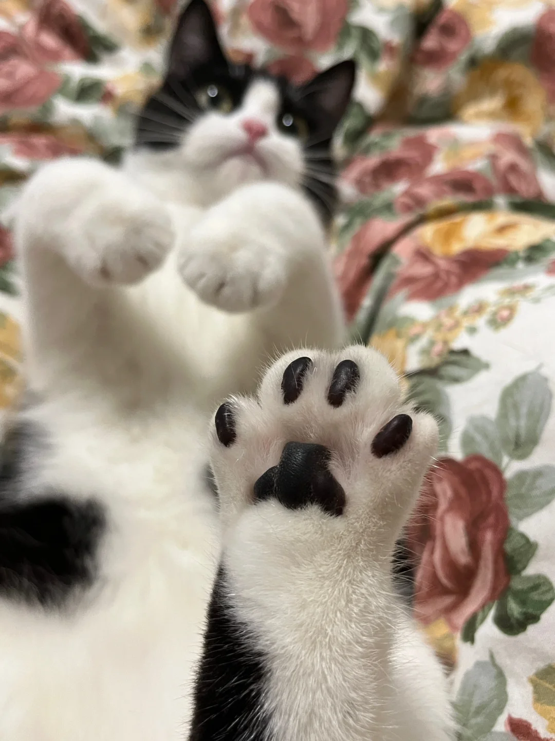 黑手党 🐾