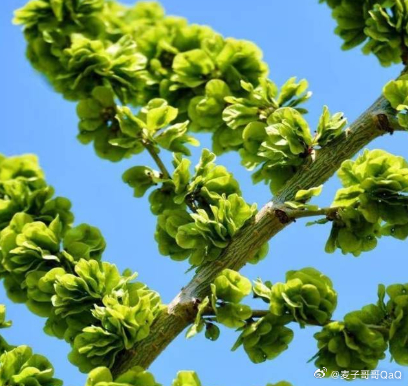 小时候村里没人要的榆钱，现在城里要9.9元350克城里套路深，我要回农村！踏青寻