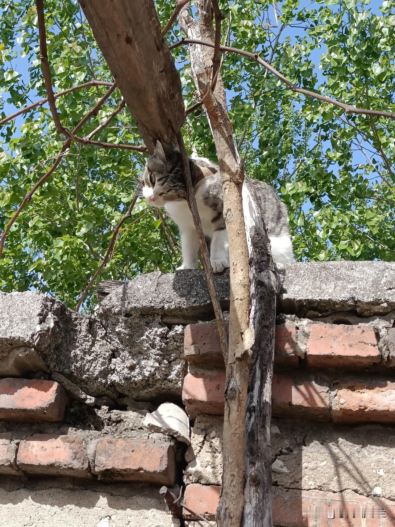 昨天我又捡了一只小猫，这只小猫昨天上午在大院的煤棚上面，它想从煤棚上面下来又下不