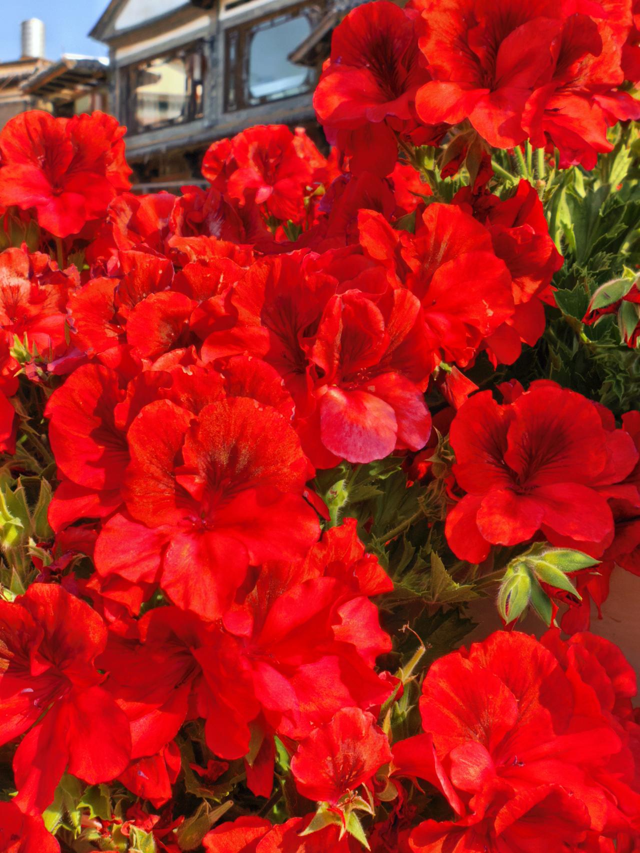 上联：春赏百花齐放；
下联：夏闻万蕊飘香。